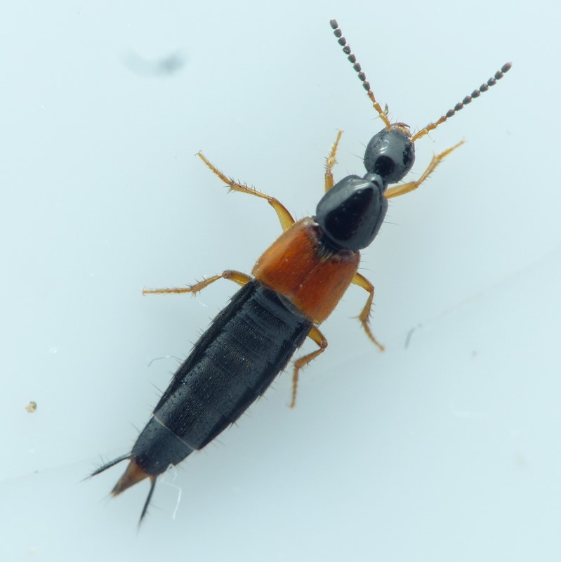 Philonthus rubripennis (Philonthus rubripennis)