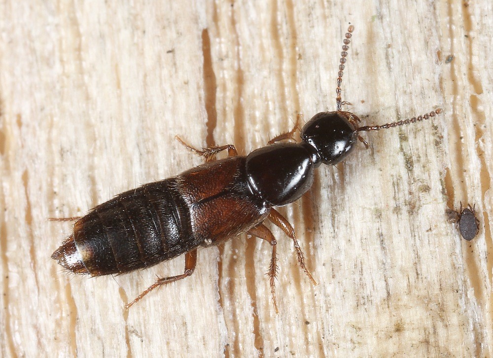 Bisnius subuliformis (Bisnius subuliformis)