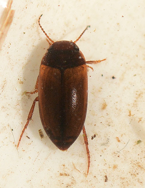 Laccornis oblongus (Laccornis oblongus)