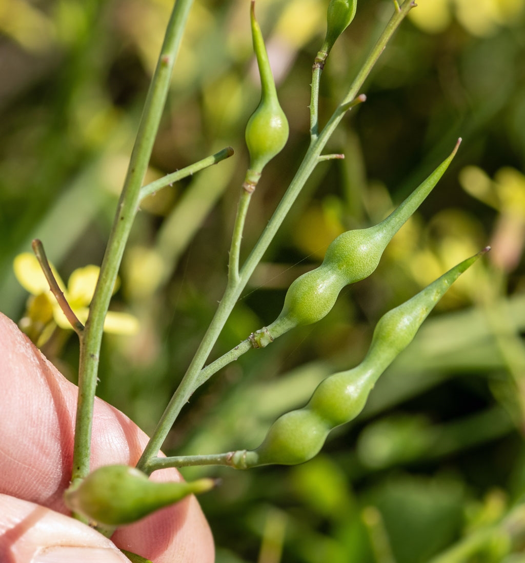 Strand-Kiddike (Raphanus raphanistrum ssp. maritimus)