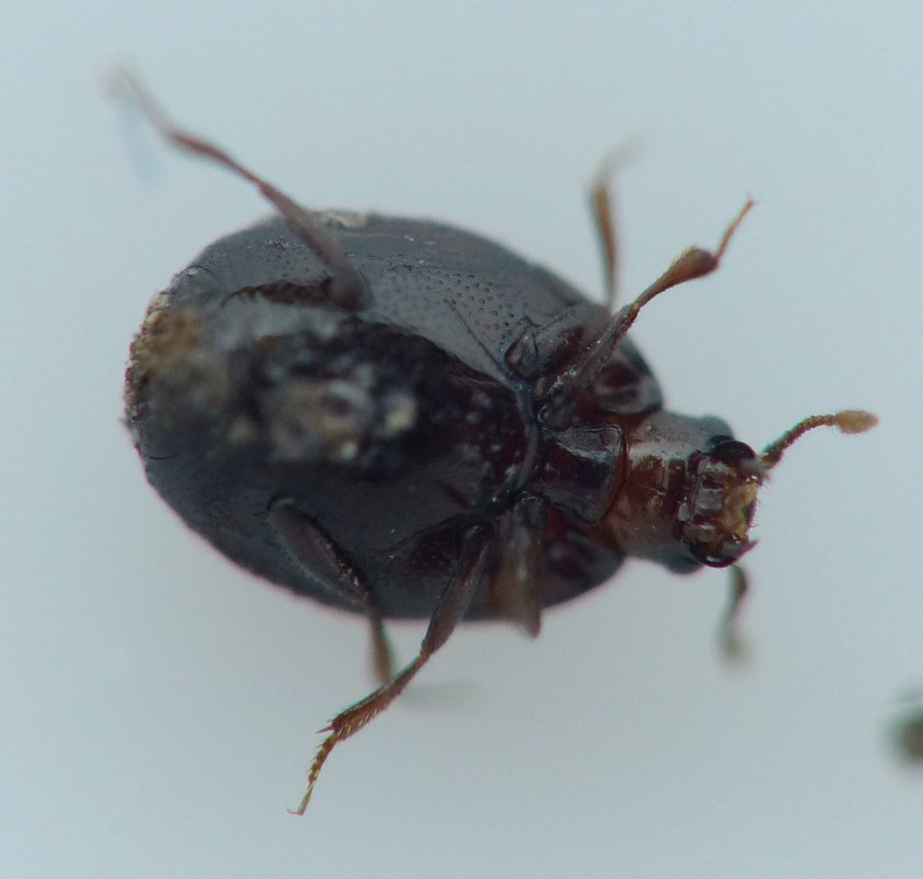 Acritus komai (Acritus komai)
