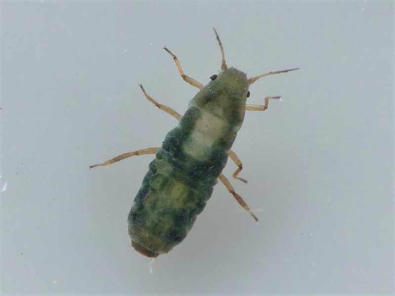 Hjælmebladlus (Laingia psammae)
