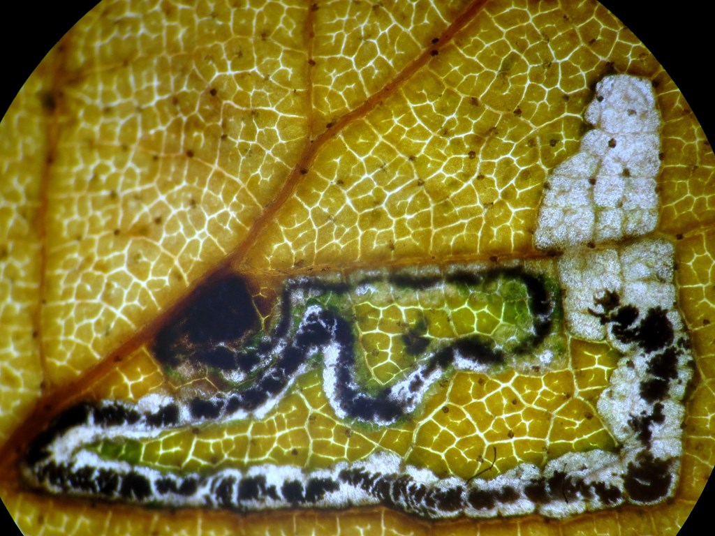 Stigmella luteella (Stigmella luteella)