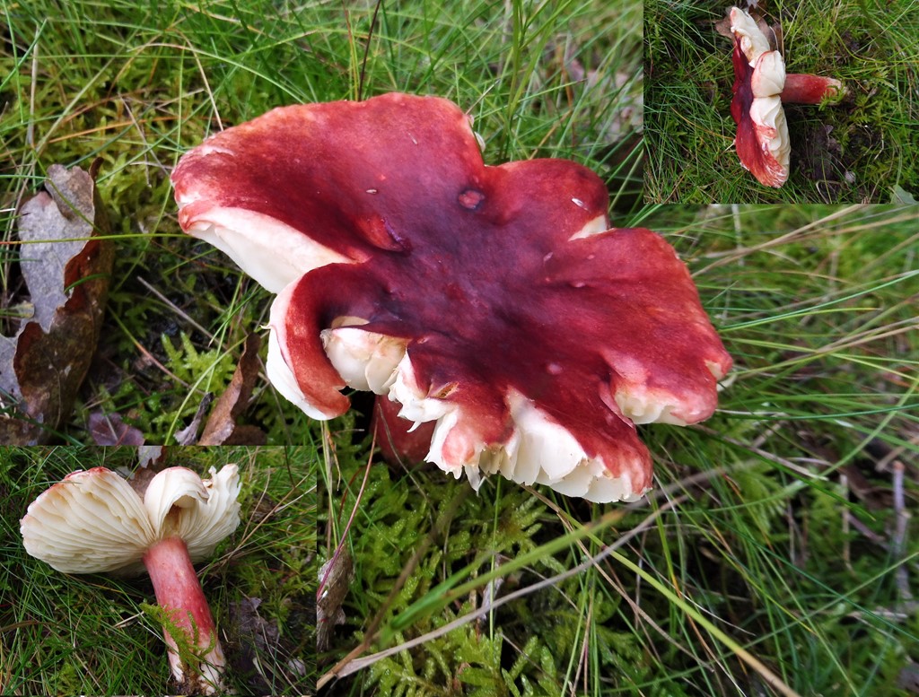 Lak-Skørhat (Russula rhodopus)