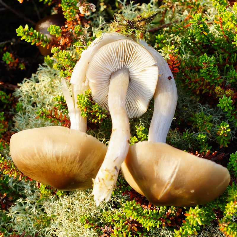 Lerbrun Slørhat (Cortinarius decoloratus)