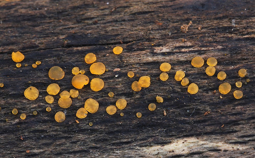 Lille Tåresvamp (Dacrymyces minor)