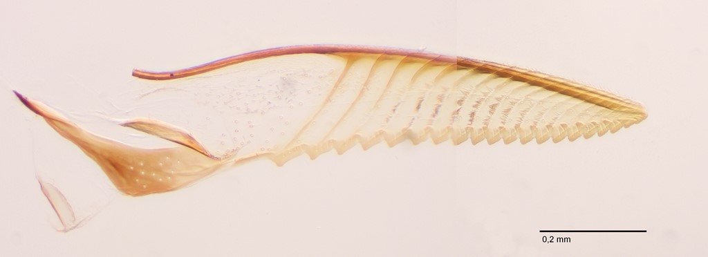 Pristiphora confusa (Pristiphora confusa)