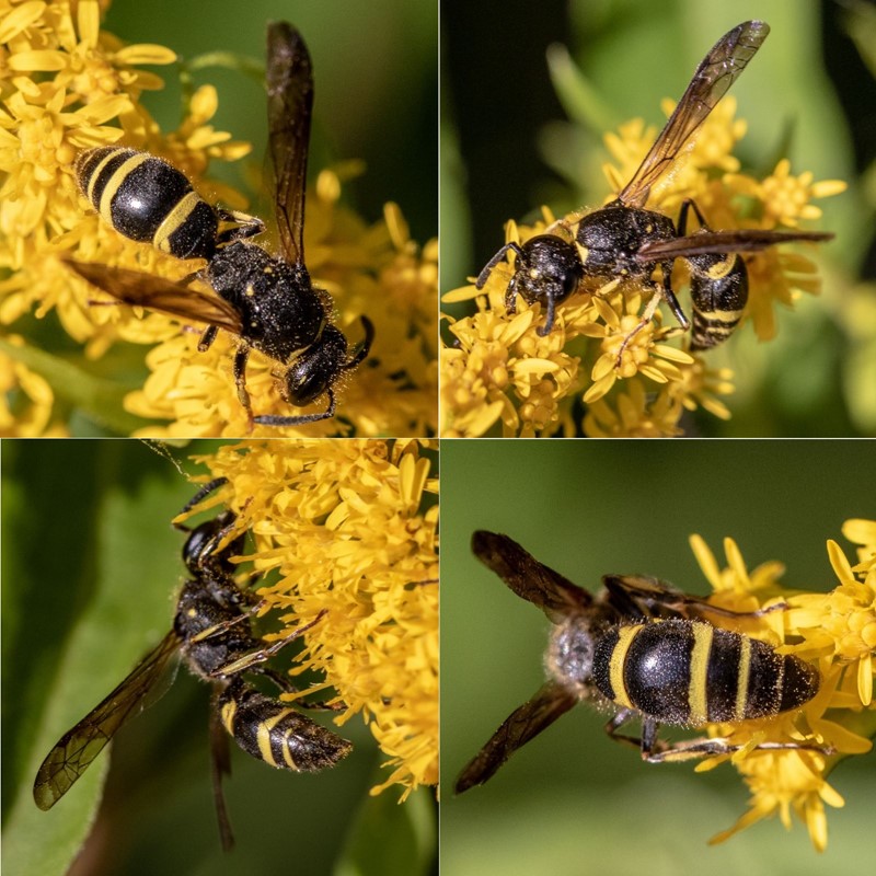 Ancistrocerus scoticus (Ancistrocerus scoticus)