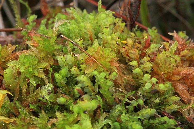 Lund-Tveblad (Scapania nemorea)