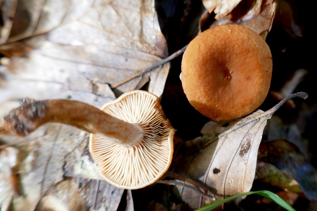 Nubret Mælkehat (Lactarius rostratus)