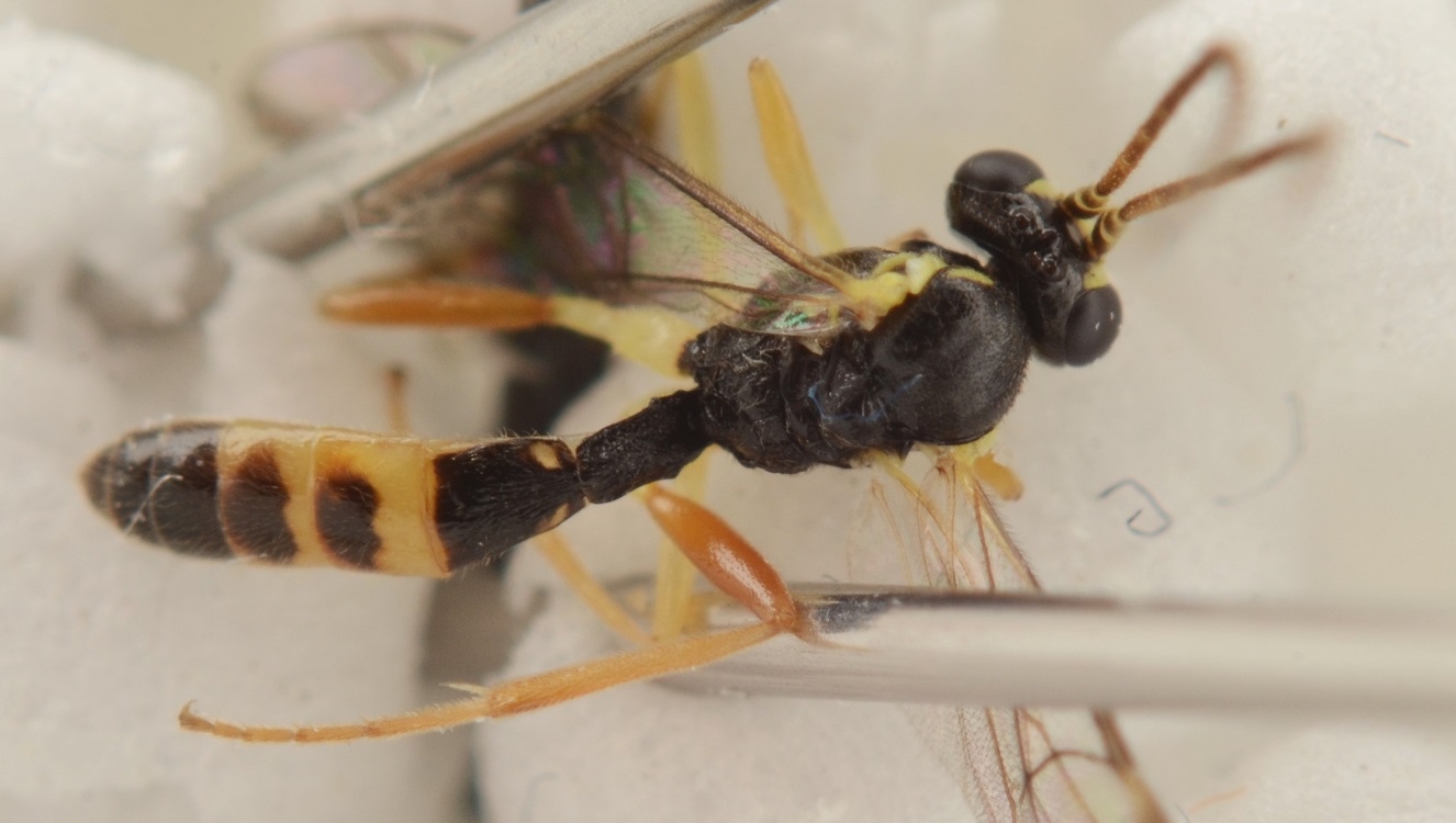 Sussaba cognata (Sussaba cognata)