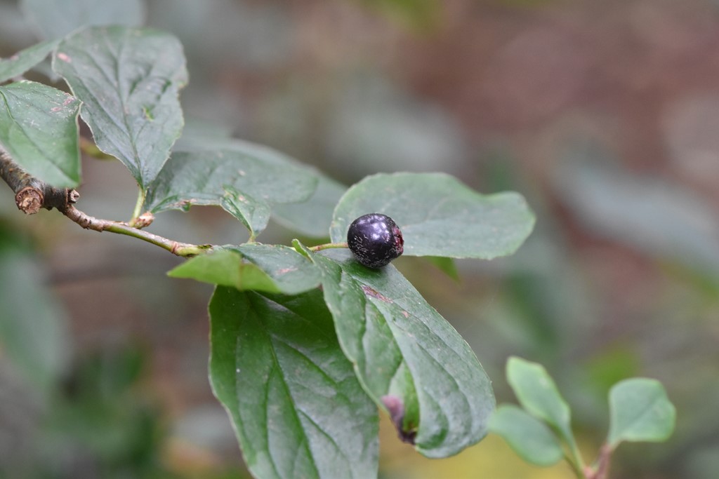 Cotoneaster hummelii (Cotoneaster hummelii)
