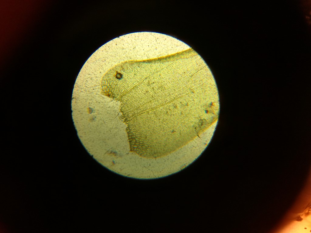 Kyst-Guldstjernemos (Campylium polygamum)