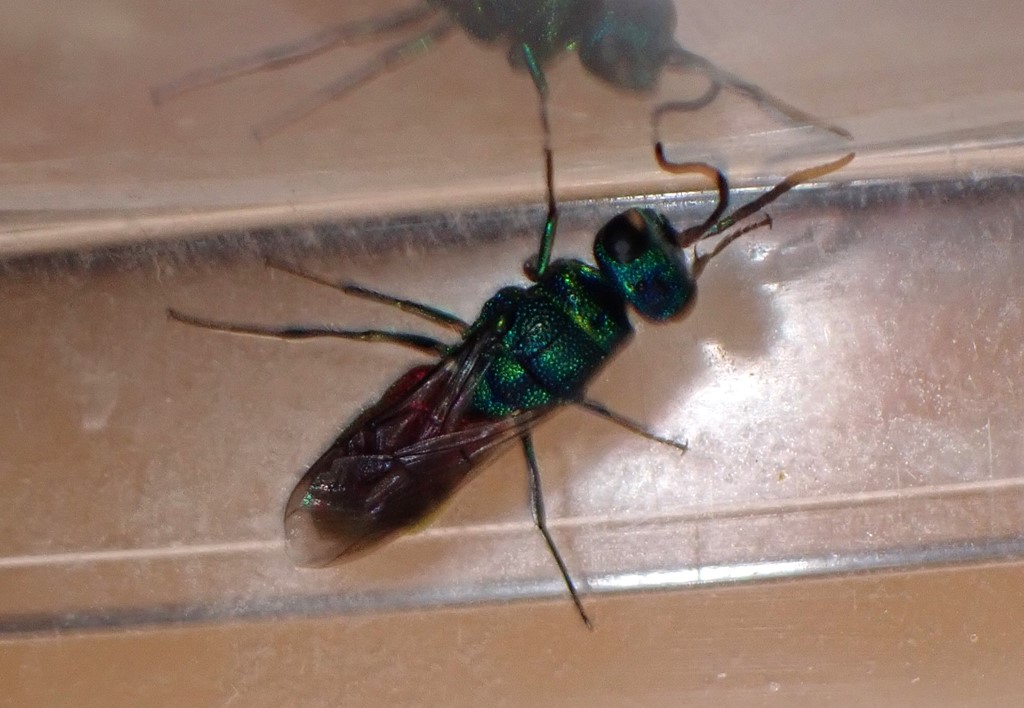 Træguldhveps (Chrysis terminata)