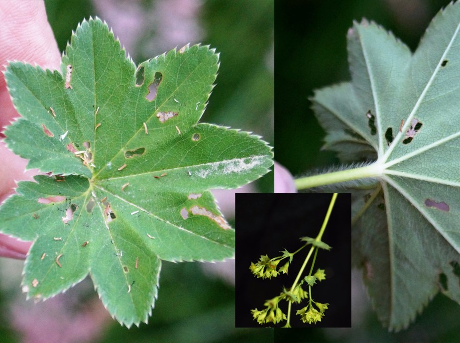Glansbladet Løvefod (Alchemilla micans)