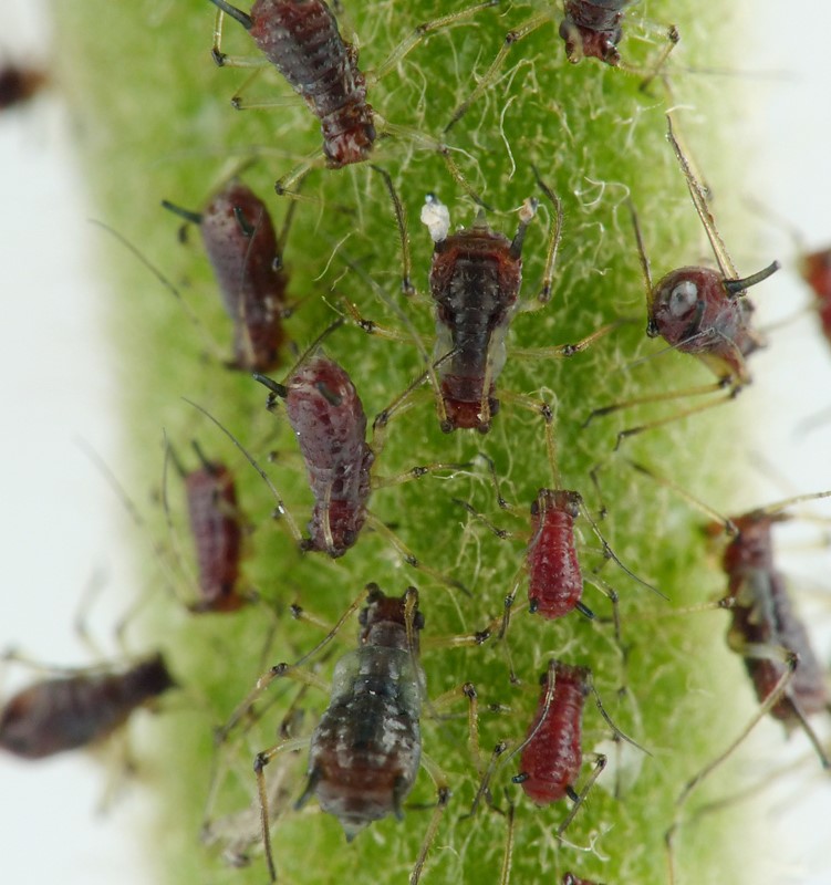 Uroleucon telekiae (Uroleucon telekiae)