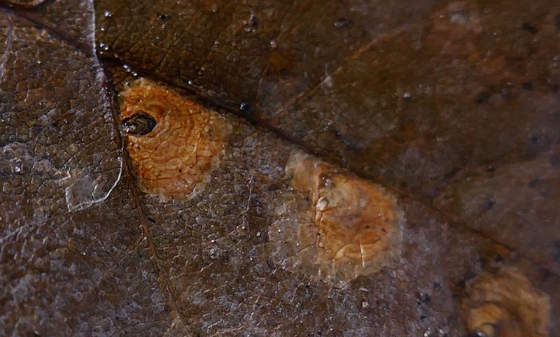 Egebladspandeduskmøl (Tischeria dodonaea)