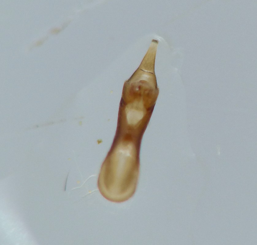 Gabrius keysianus (Gabrius keysianus)