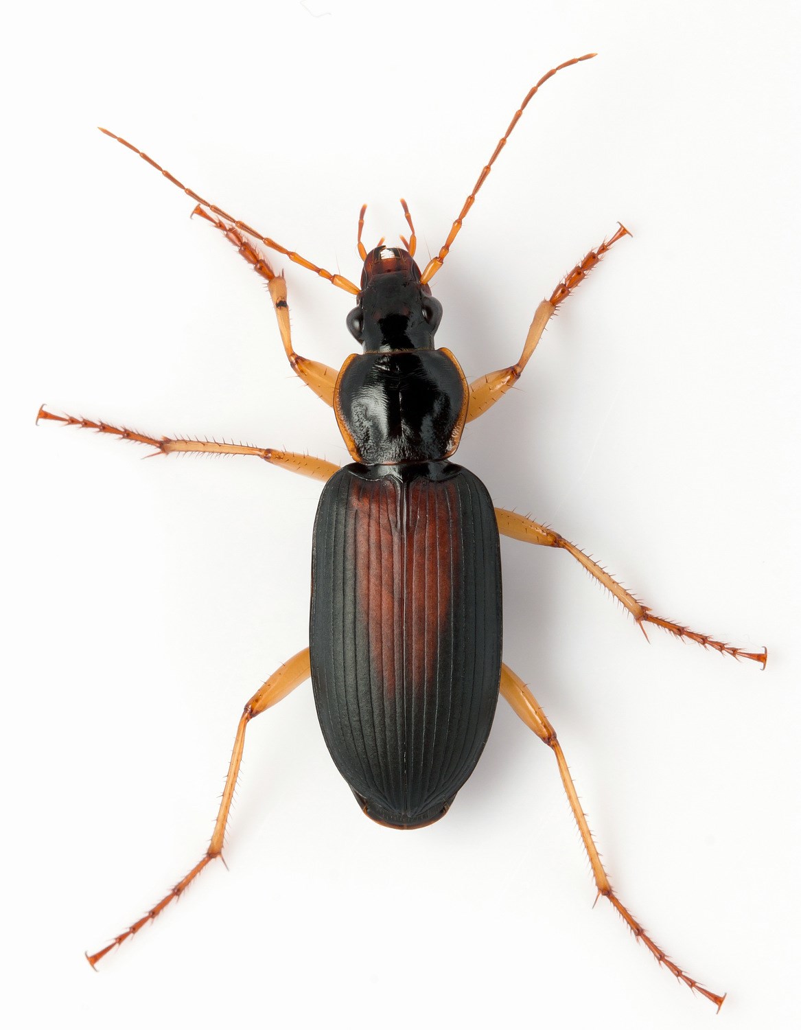 Stor Kamløber (Dolichus halensis)