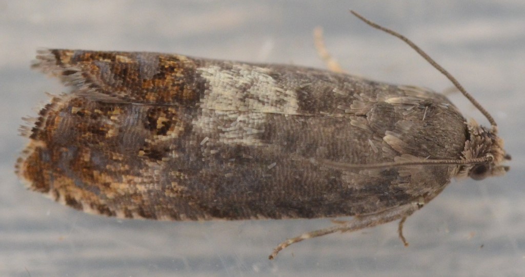 Pammene herrichiana (Pammene herrichiana)