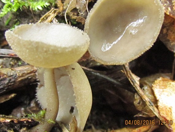 Helvella chinensis (Helvella chinensis)