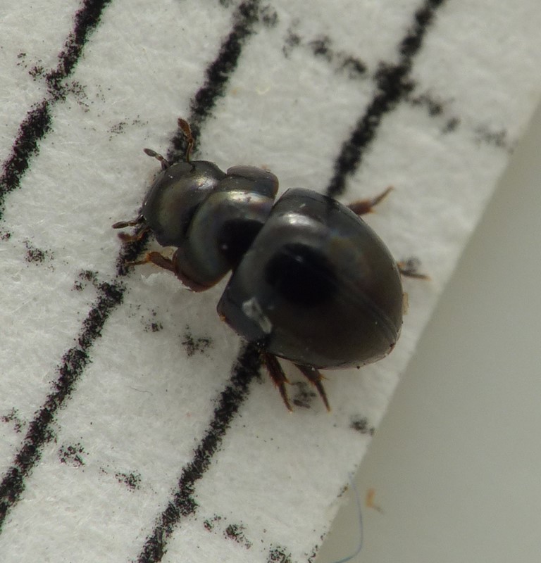 Chaetarthria semilunum (Chaetarthria semilunum)