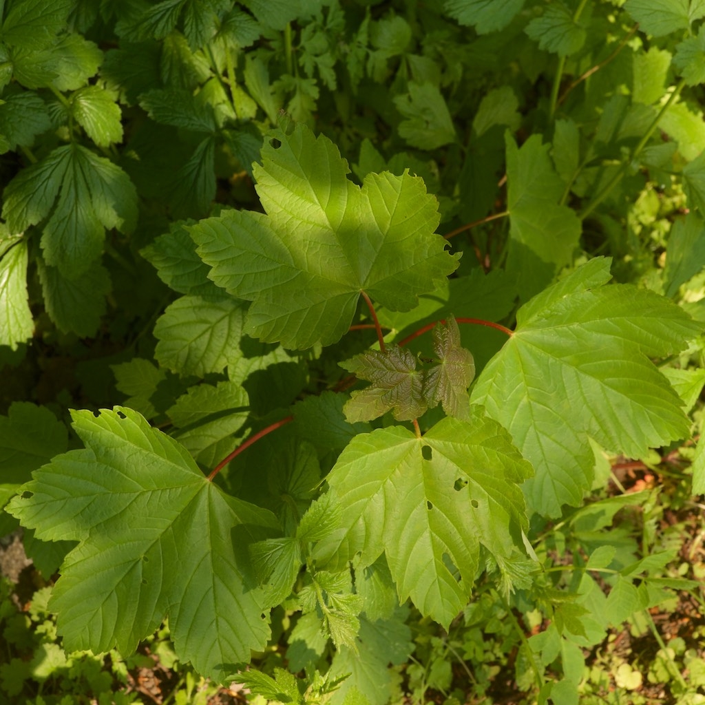 Ahorn (Acer pseudoplatanus)