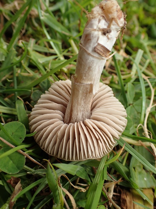 Sødlig Rødblad (Entoloma ameides)