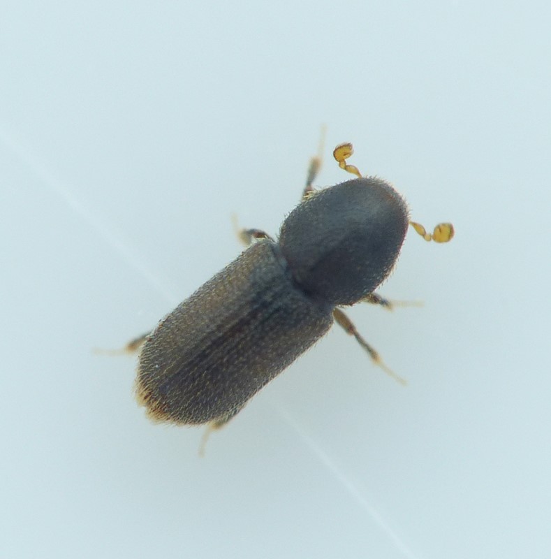 Crypturgus subcribrosus (Crypturgus subcribrosus)