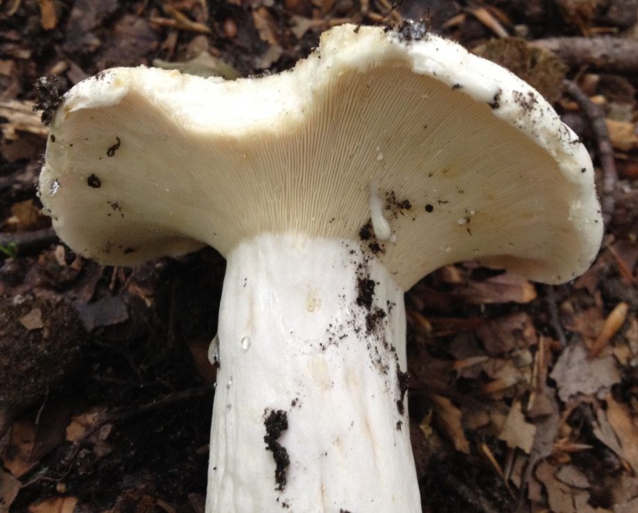 Grønplettet Mælkehat (Lactarius glaucescens)