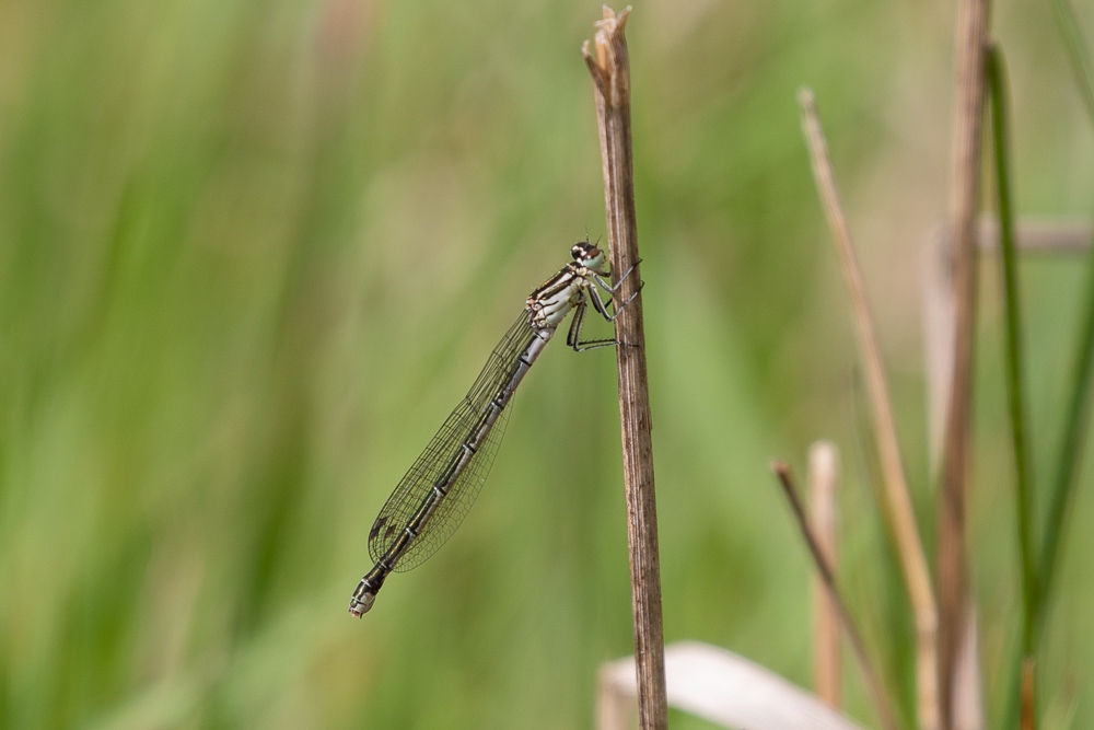 Spyd-Vandnymfe (Coenagrion hastulatum)