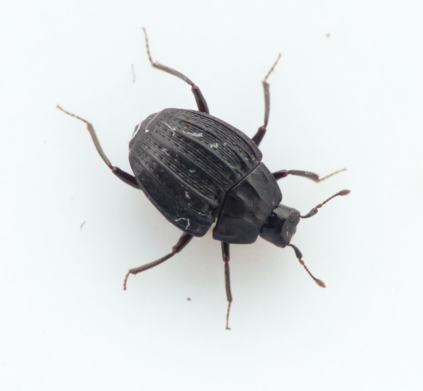 Femliniet Ribbestumpbille (Onthophilus punctatus)