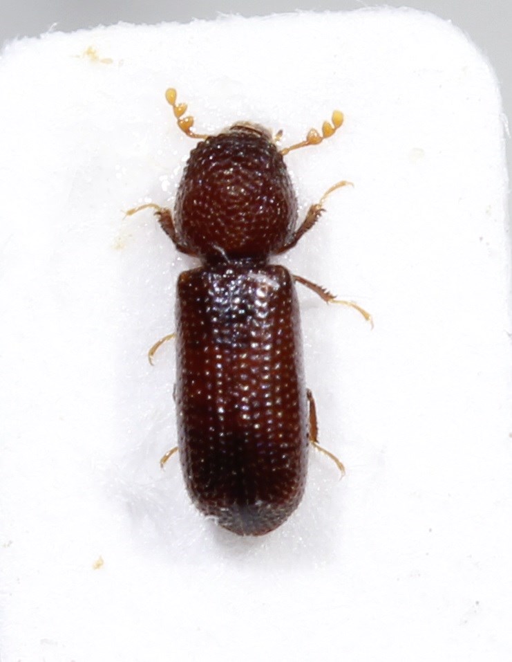 Kornkapuciner (Rhyzopertha dominica)