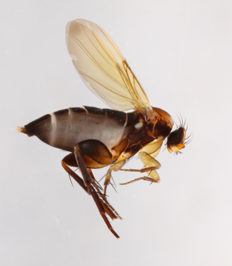 Chaetopleurophora erythronota (Chaetopleurophora erythronota)