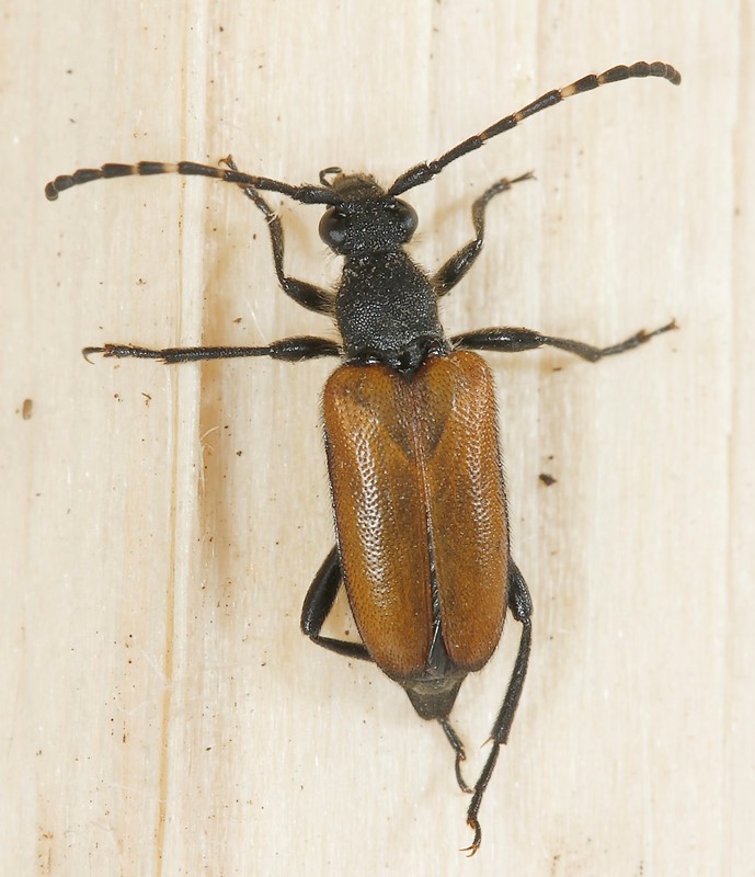 Anoplodera maculicornis (Stictoleptura maculicornis)
