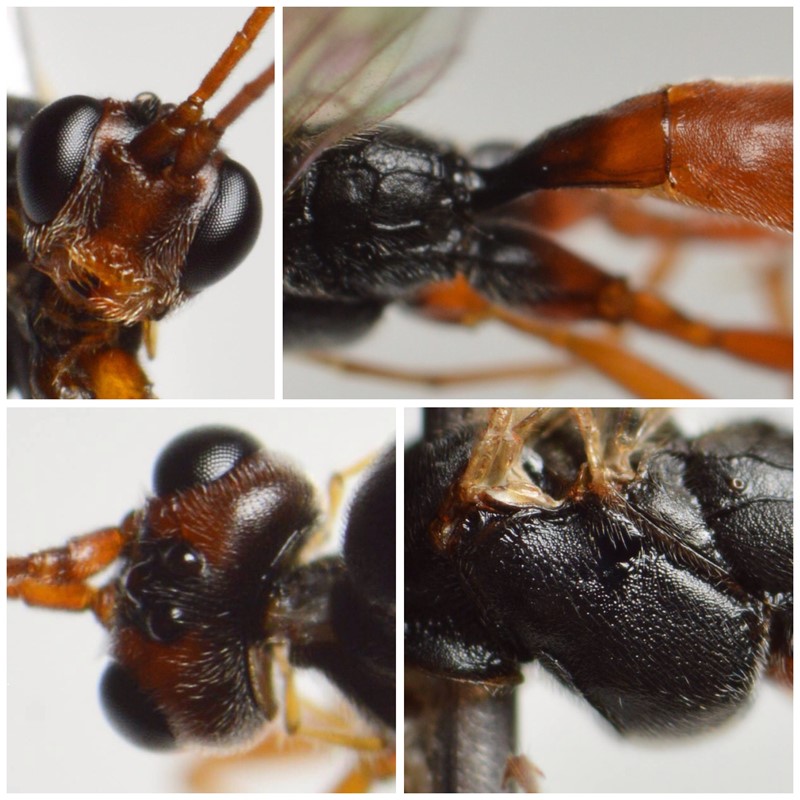 Perilissus spilonotus (Perilissus spilonotus)