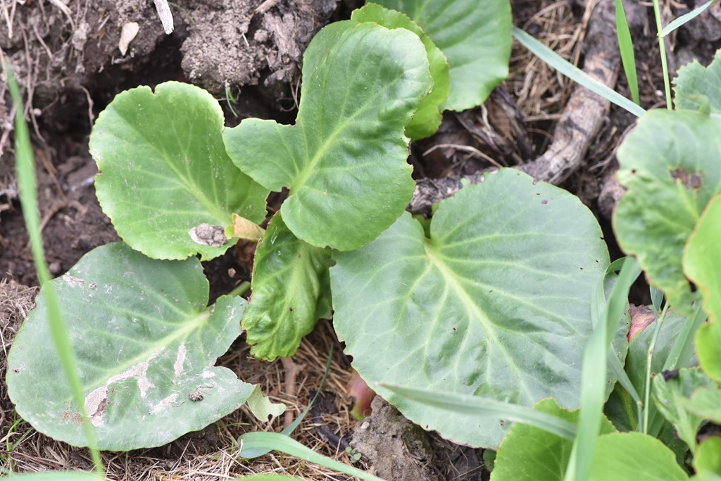 Bergenia media (Bergenia media)