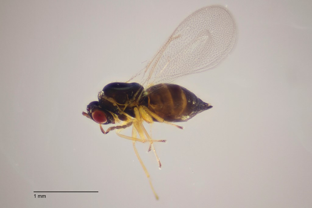 Aprostocetus lycidas (Aprostocetus lycidas)