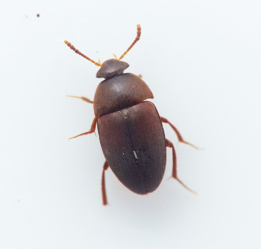 Sciodrepoides fumatus (Sciodrepoides fumatus)