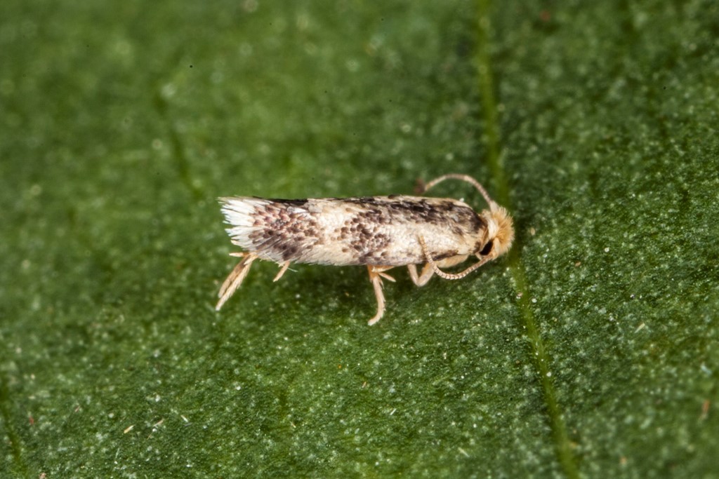 Stigmella trimaculella (Stigmella trimaculella)
