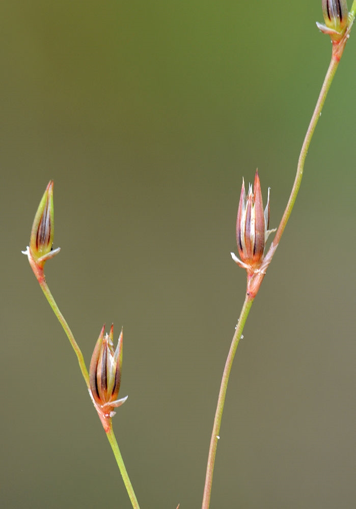 Stribet Siv (Juncus foliosus)
