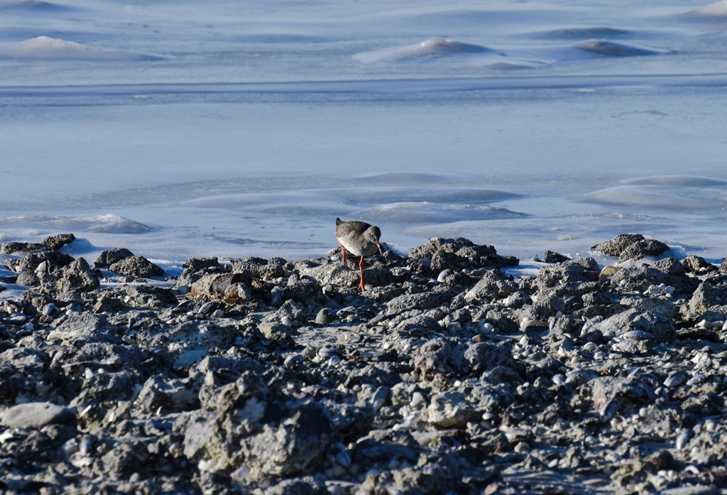 Rødben (Tringa totanus)