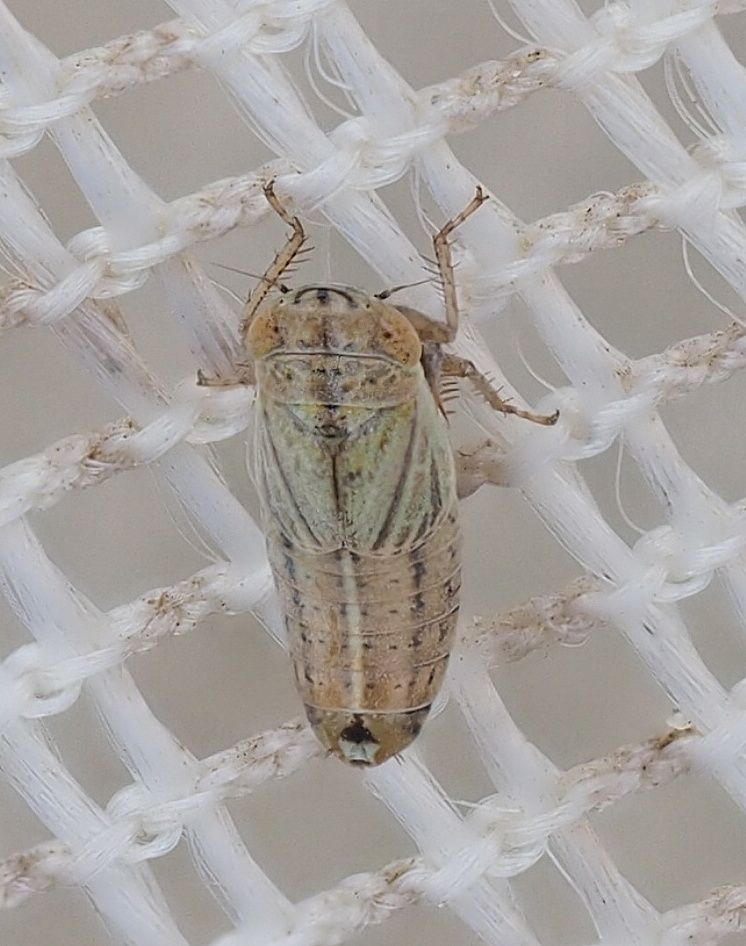 Doratura exilis (Doratura exilis)