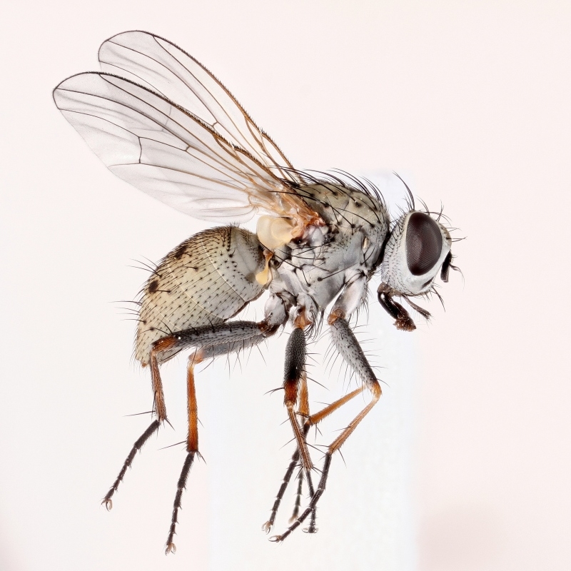 Macrorchis meditata (Macrorchis meditata)