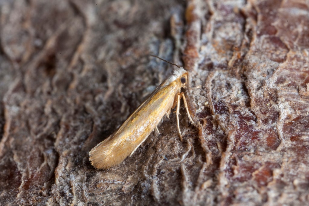 Argyresthia aurulentella (Argyresthia aurulentella)