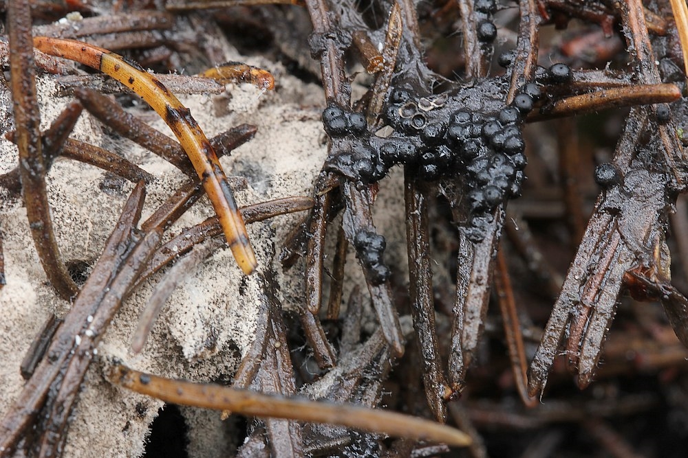 Almindelig Kulkaviar (Rosellinia thelena)