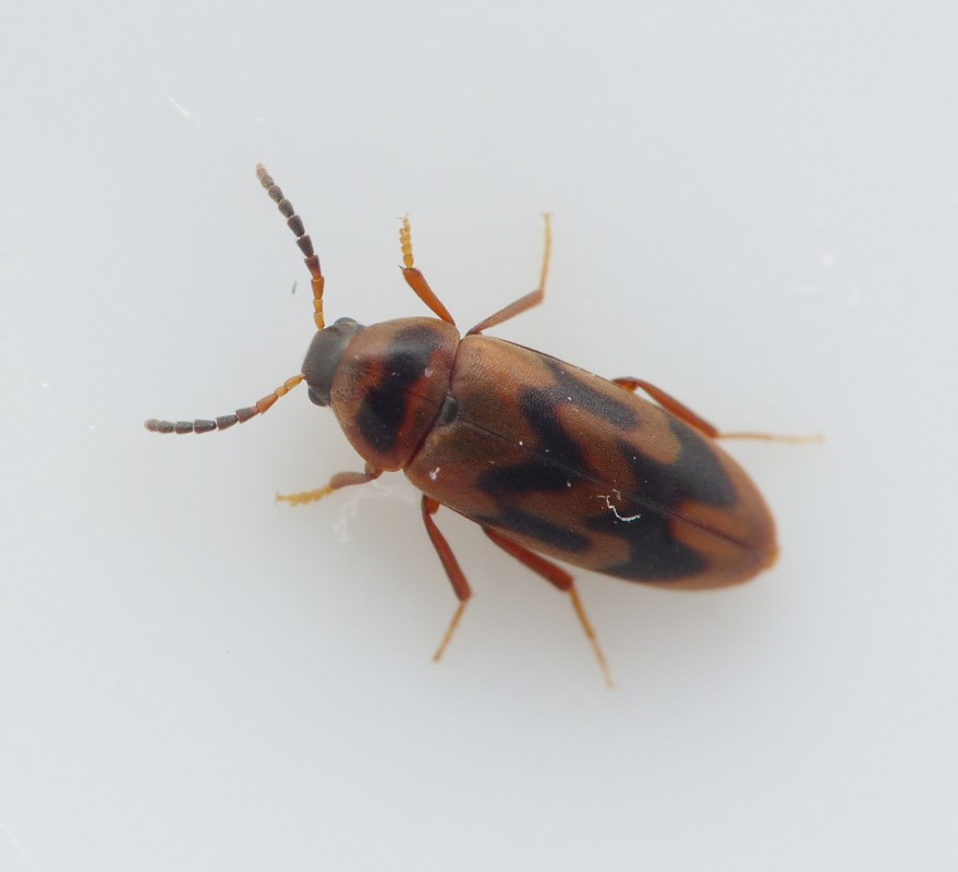 Abdera flexuosa