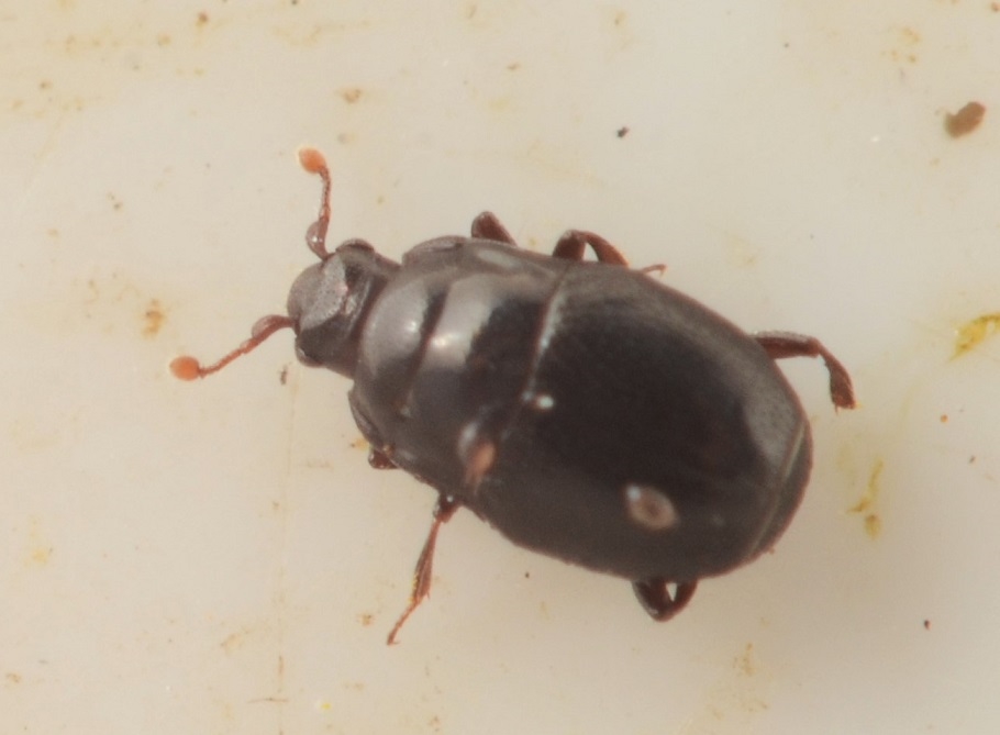 Plegaderus vulneratus (Plegaderus vulneratus)