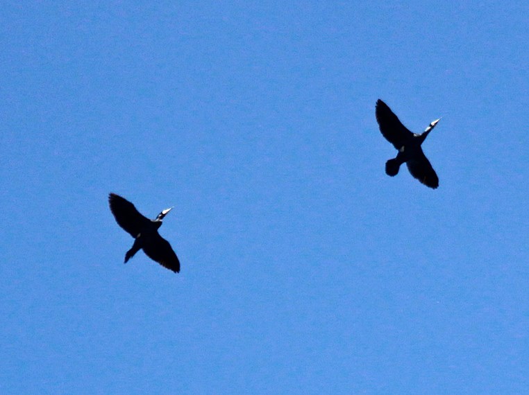 Skarv (Phalacrocorax carbo)