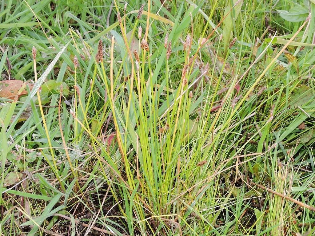 Vorte-Sumpstrå (Eleocharis mamillata)